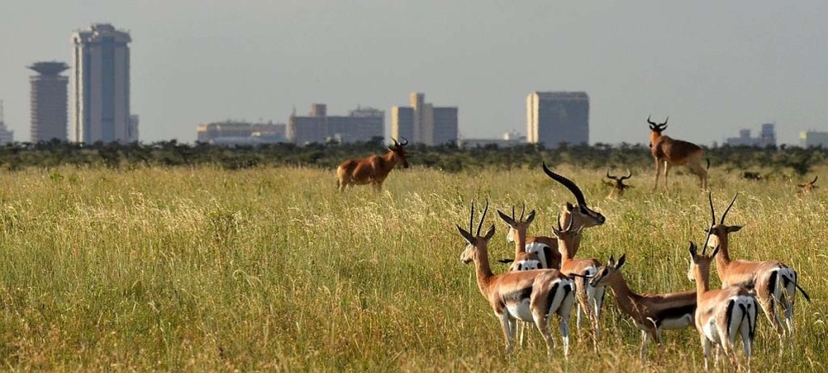 Day trip to Nairobi National park and Giraffe center 4
