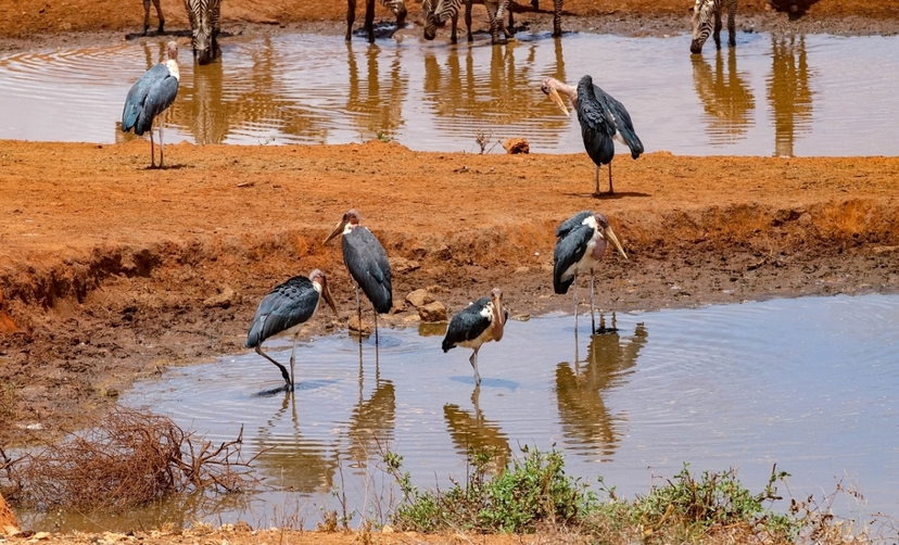 Amboseli National park- Day trip: Mt. Kilimanjaro views 4