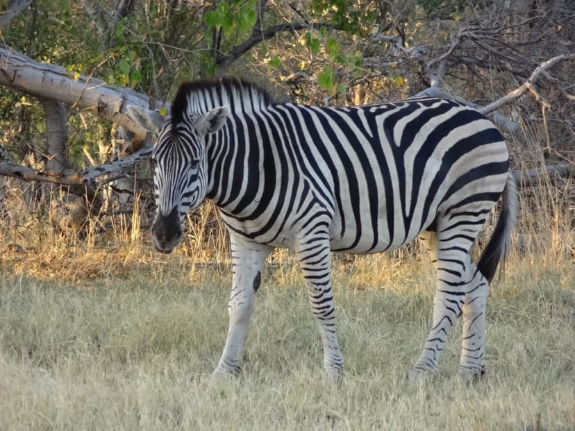 9 Days Okavango, Moremi, Khwai, Savuti & Chobe 2