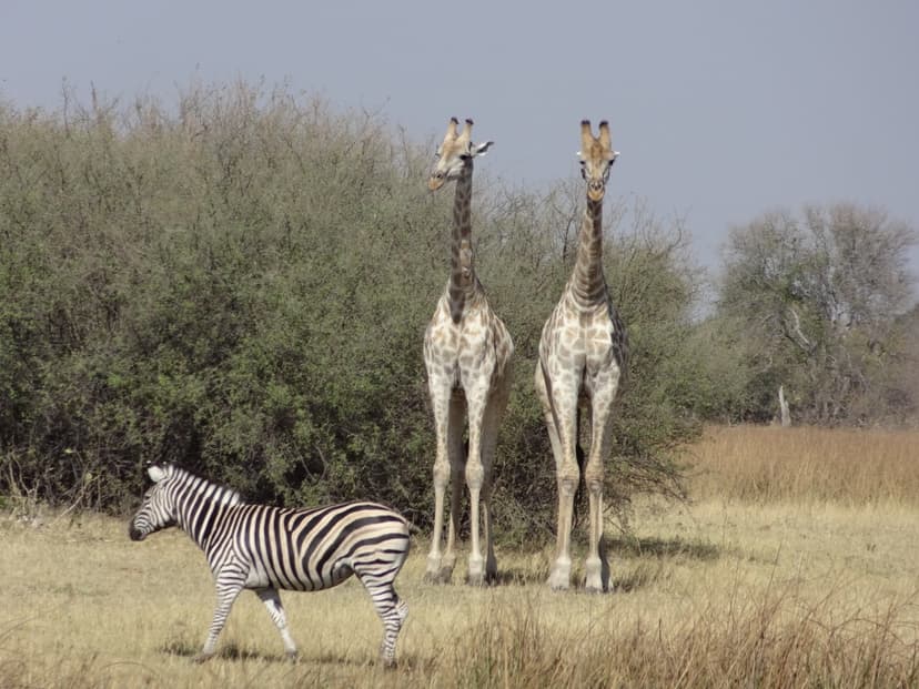 9 Days Okavango, Moremi, Khwai, Savuti & Chobe 4