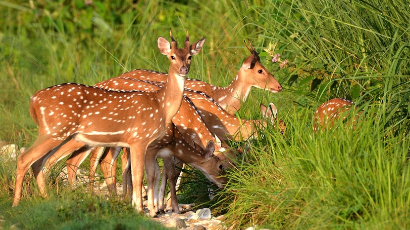 Chitwan Jungle Safari Tour 3