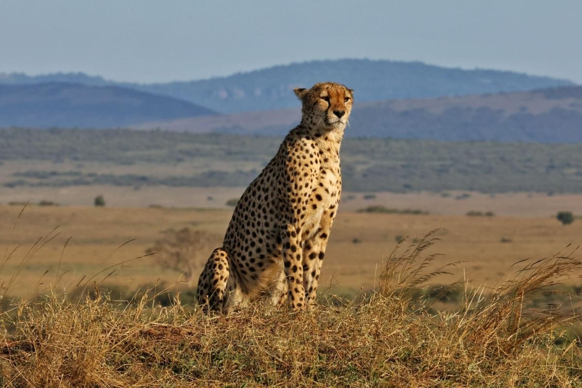 Ultimate 6-Day Amboseli-lake Naivasha-lake Nakuru-masai mara with 4x4 jeep. Ultimate 6-Day Amboseli-lake Naivasha-lake Nakuru-masai mara with 4x4 jeep.