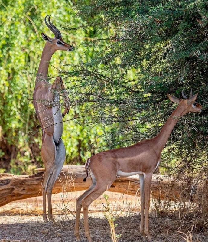 Samburu Safari Adventure: 3 Days of Wildlife Wonders and Scenic Beauty 4