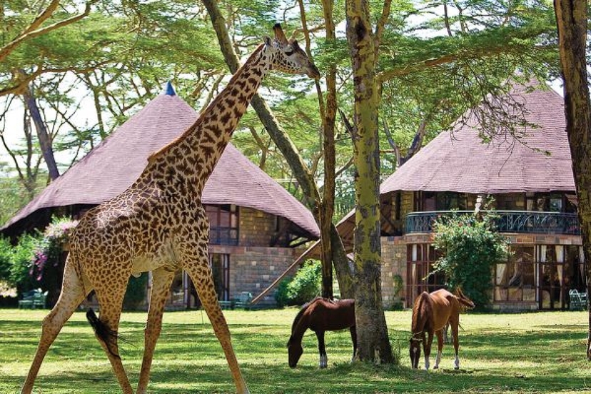 7 days Kenya medium range Joining Safari 3