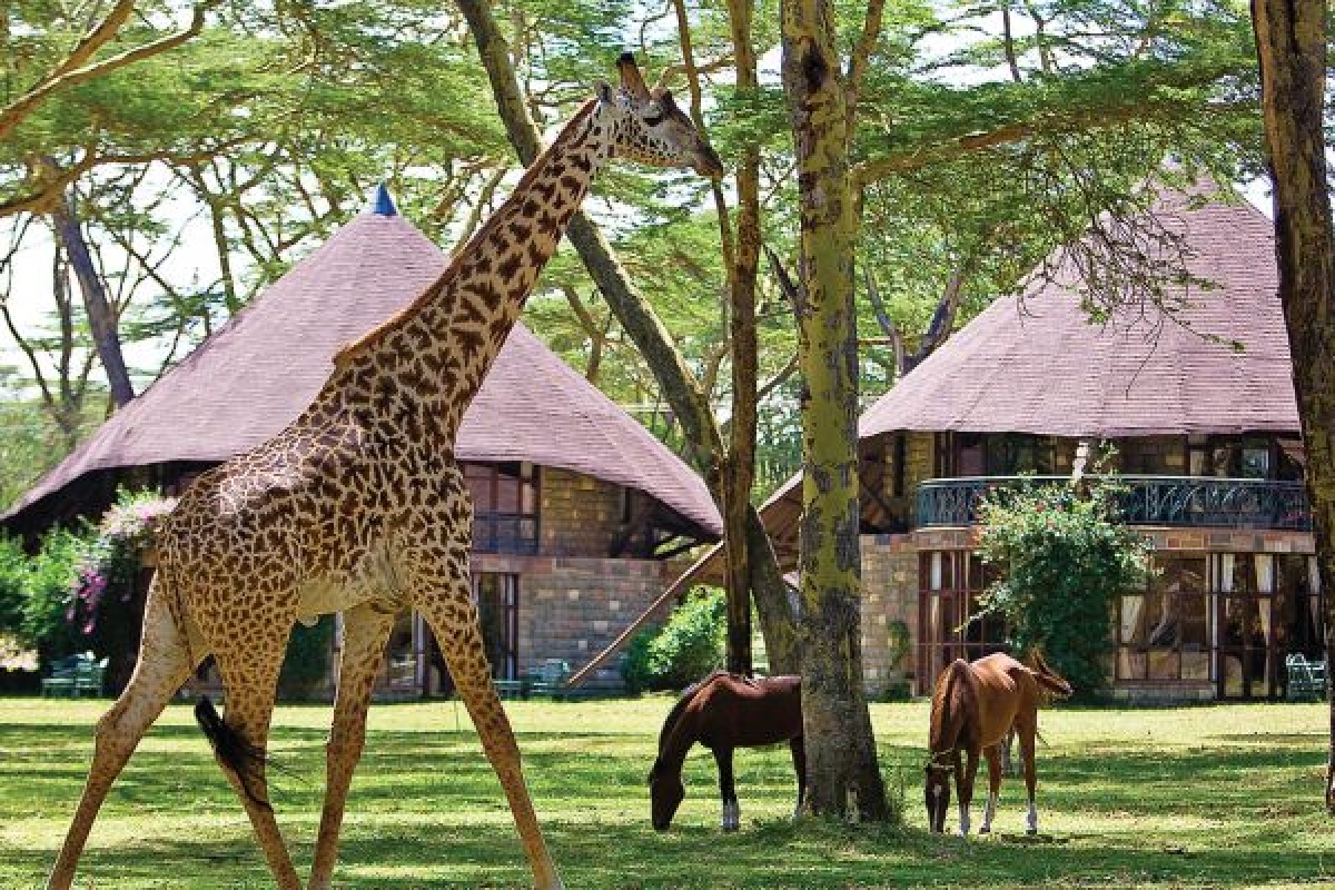 6 Days Kenya medium range Joining Safari 1