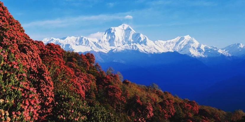 Ghorepani Poon Hill Trekking 4