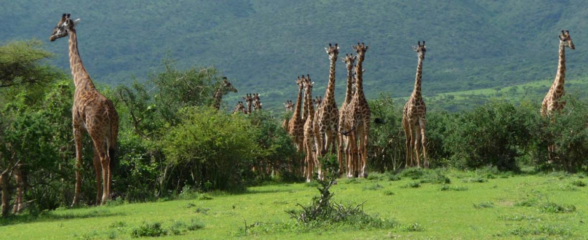 5 Days Kenya's Amboseli and Masai Mara Air Safari 5 Days Kenya's Amboseli and Masai Mara Air Safari