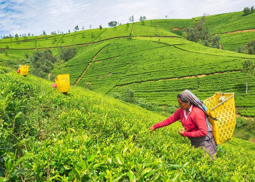Luxury Day Tour to Kandy 4