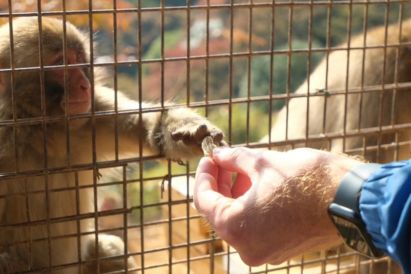 Kyoto Arashiyama Bamboo Forest, Monkey Park & Secrets 2