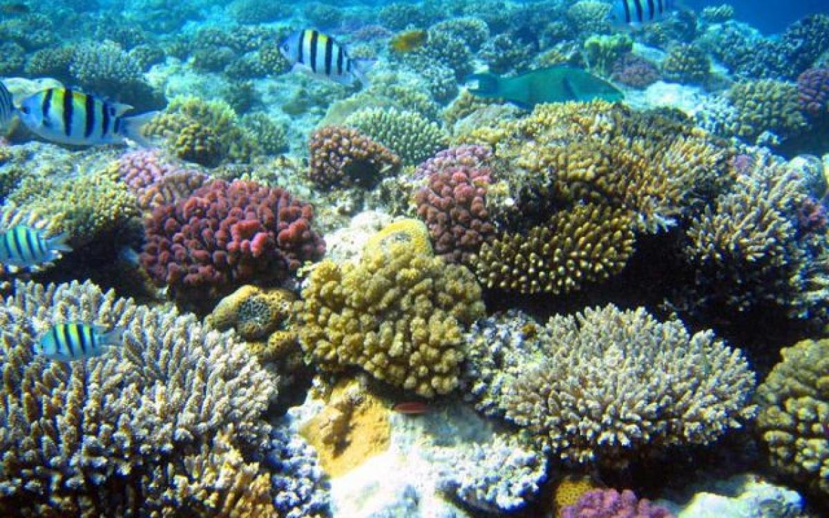 Nha Trang Diving Tour at Coral Bay Nha Trang Diving Tour at Coral Bay