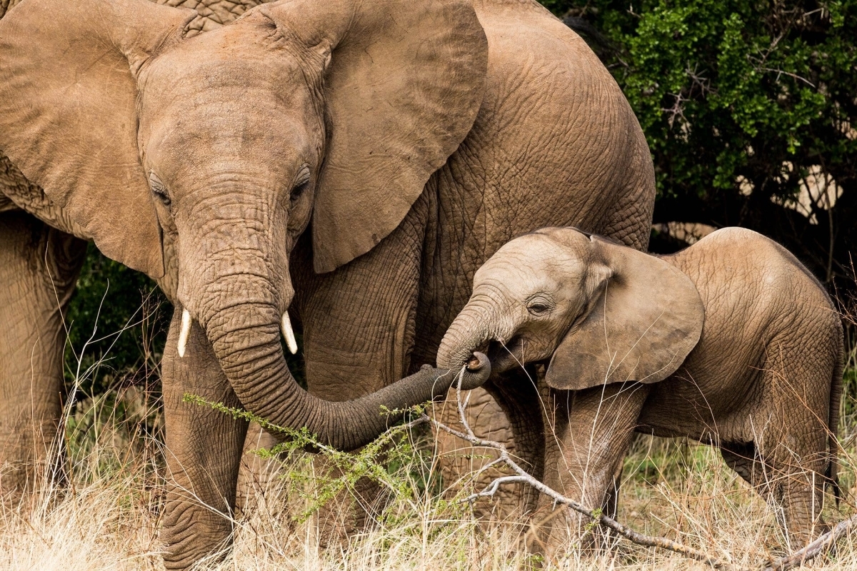 4-Day Wild Escape: A Captivating Safari Adventure in Samburu & Aberdares 1
