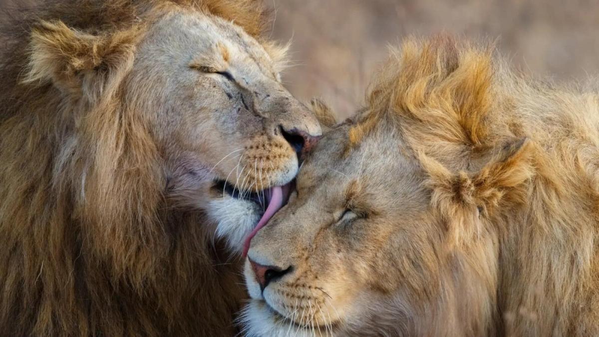 Majestic Masai Mara: 4-Day Big Five Safari in a 4x4 Jeep Majestic Masai Mara: 4-Day Big Five Safari in a 4x4 Jeep