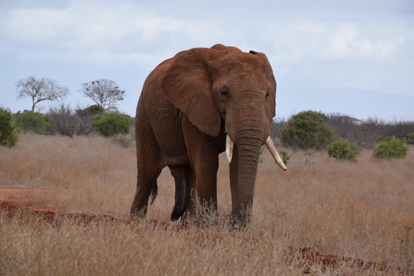 Majestic Masai Mara: 4-Day Big Five Safari in a 4x4 Jeep 3
