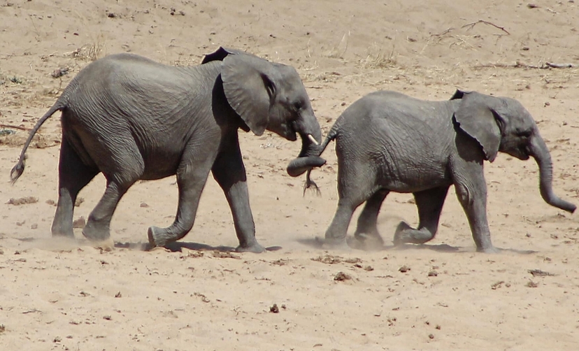 Majestic Masai Mara: 4-Day Big Five Safari in a 4x4 Jeep 4