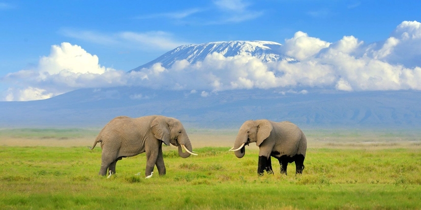 4-Day Adventure Through Amboseli, Tsavo West & Tsavo East Safari 3