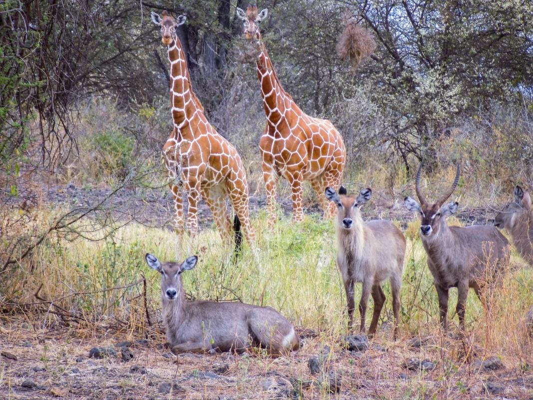 4-Day Samburu & Ol Pejeta Safari: Explore Kenya's Wildlife Wonders 4-Day Samburu & Ol Pejeta Safari: Explore Kenya's Wildlife Wonders