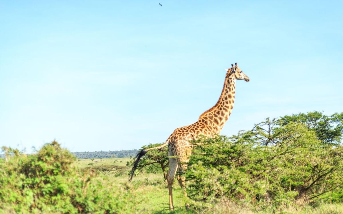 Discovering Naivasha: 5-Day Journey Discovering Naivasha: 5-Day Journey