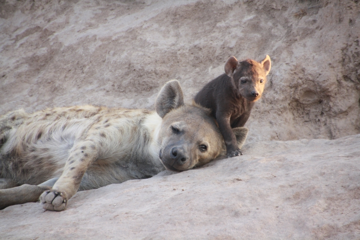 2 Days Tsavo West Safari 1