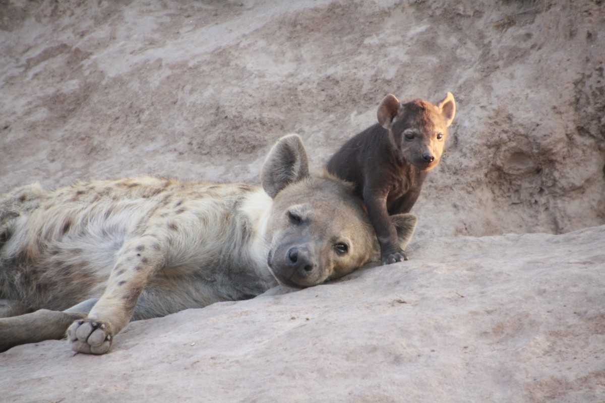 2 Days Tsavo West Safari 1
