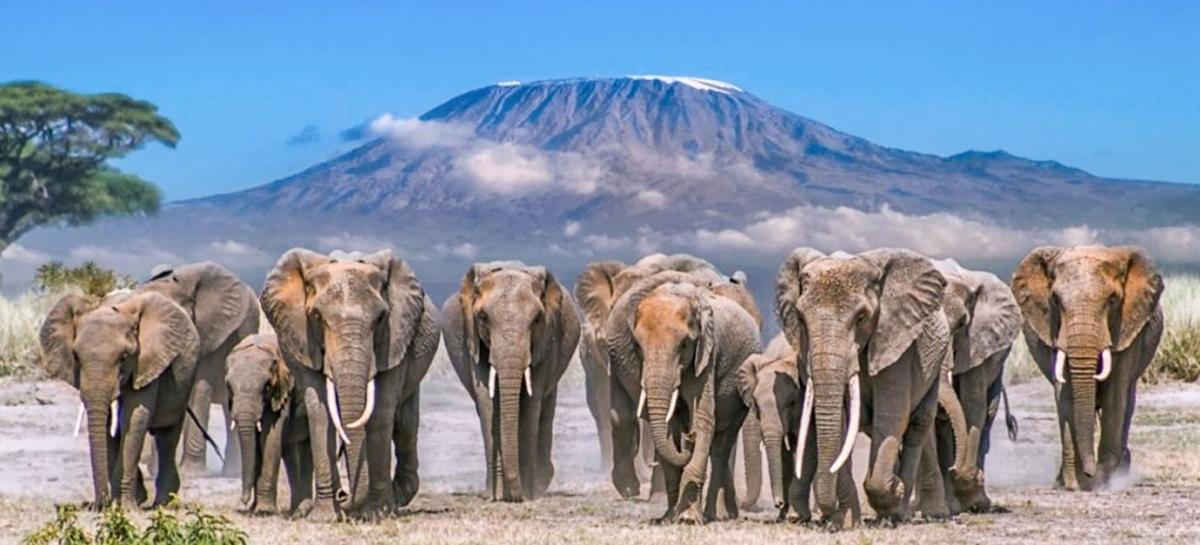 6 Days Amboseli, Lake Naivasha &Masai Mara Private Luxury Safari 6 Days Amboseli, Lake Naivasha &Masai Mara Private Luxury Safari