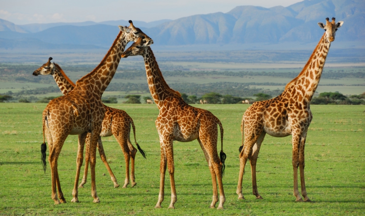 Iconic Kenya Safari: Explore Amboseli, Nakuru & Masai Mara in 5 Days 1
