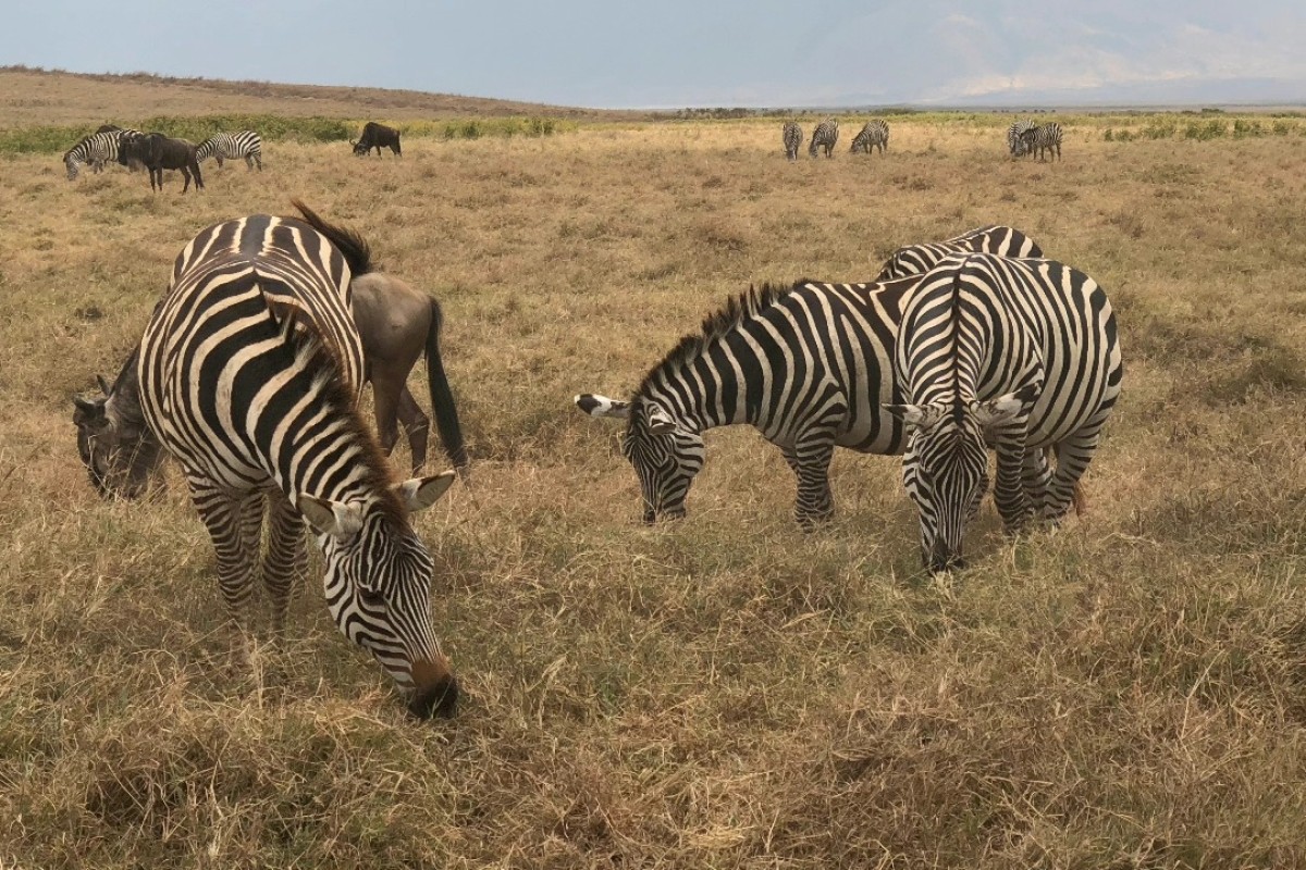 Explore Kenya's Wild Heart: 5-Day Samburu, Ol Pejeta & Aberdares Safari 1