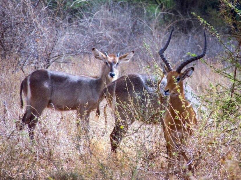 Explore Kenya's Wild Heart: 5-Day Samburu, Ol Pejeta & Aberdares Safari 3
