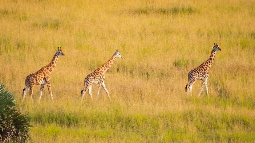 5 Days Across Amboseli and Tsavo: Discover Kenya’s Majestic Wildlife 2