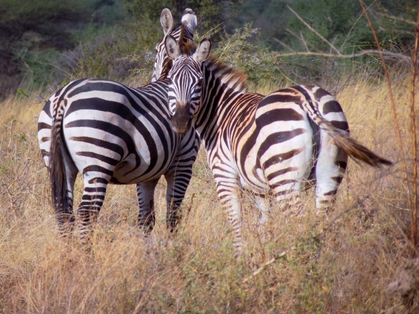 5 Days Across Amboseli and Tsavo: Discover Kenya’s Majestic Wildlife 4
