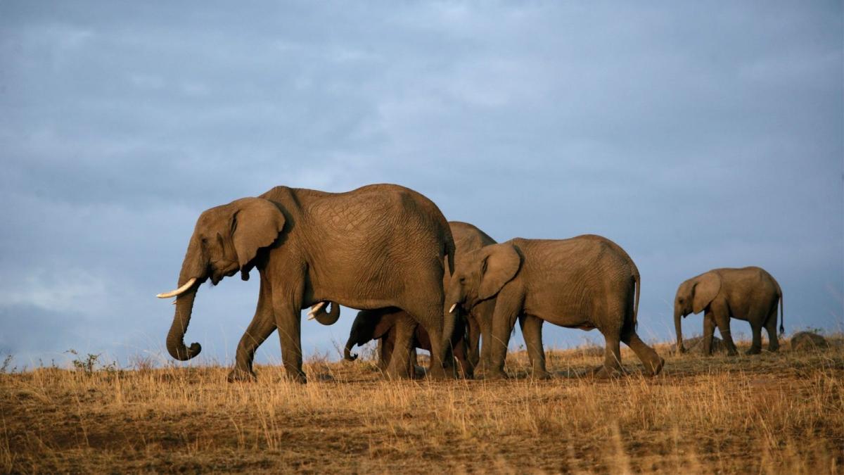 12 Days Kenya & Tanzania Combo Big Five Safari 12 Days Kenya & Tanzania Combo Big Five Safari