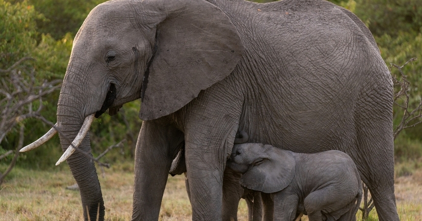 3-Day Amboseli Safari: Elephants & Kilimanjaro Wonders 4