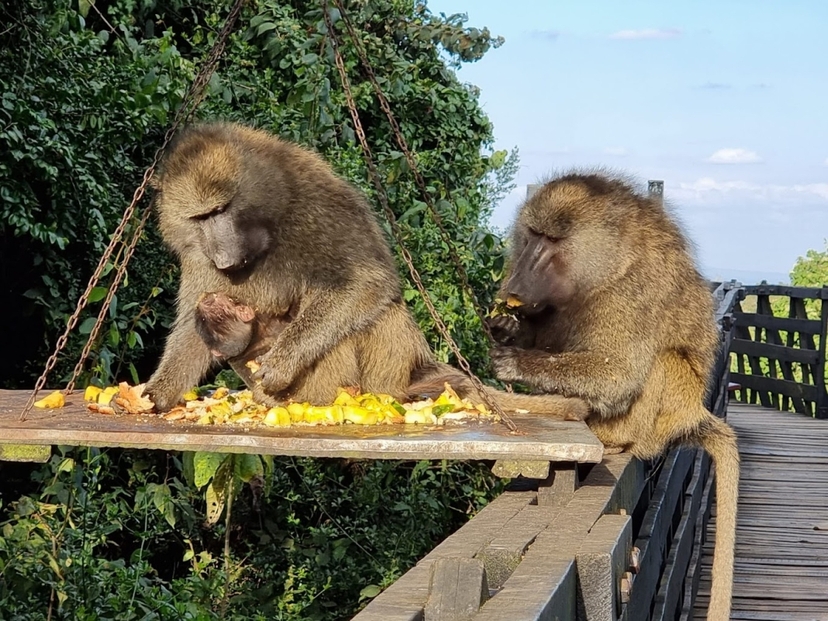 3 Days Princess to Queen Elizabeth Aberdare Luxury Safari 2