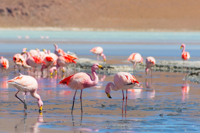4 Days San Pedro de Atacama Highlights Express 3