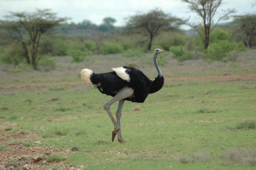 6 Days Samburu, Lake Nakuru, and Masai Mara Safari 2