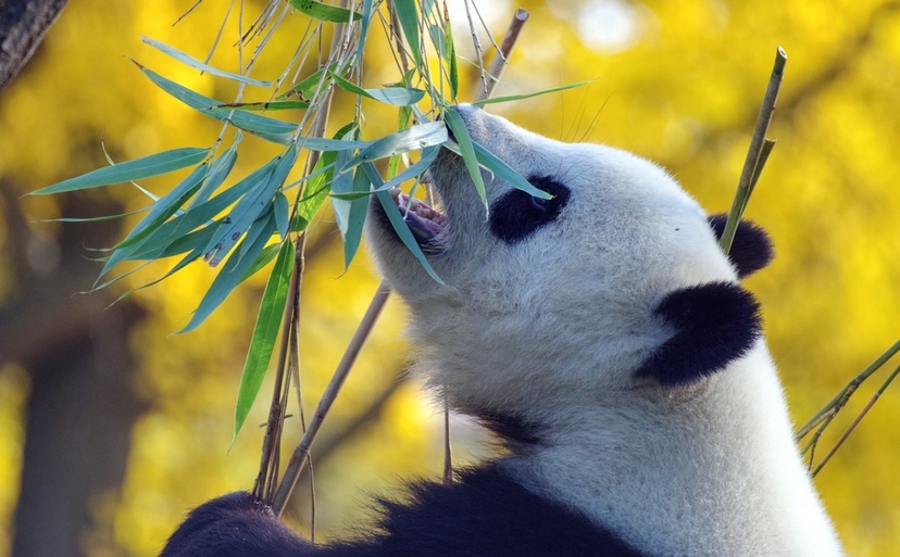 13 Days China Classic & Panda's Tour 4