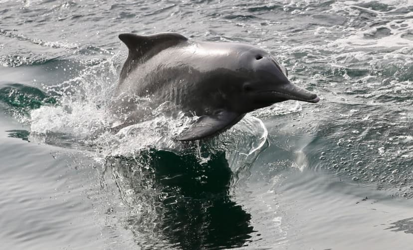Musandam Dhow Cruise Full Day Fjords and Scenic Sailing Experience 2