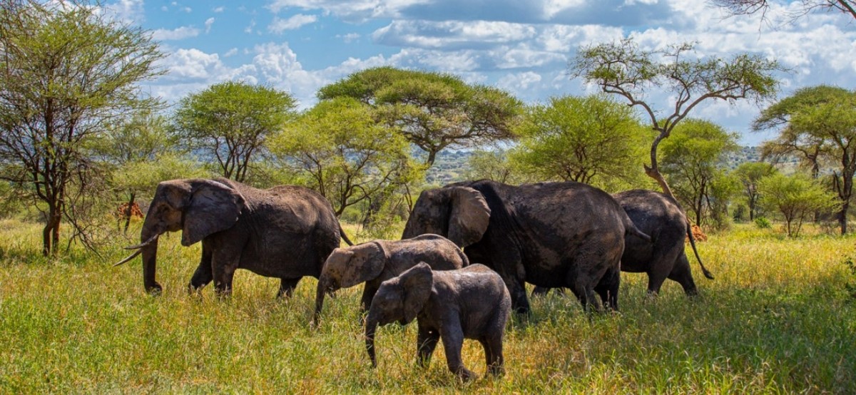 3 Days Exploring Amboseli and Tsavo West National Parks 1