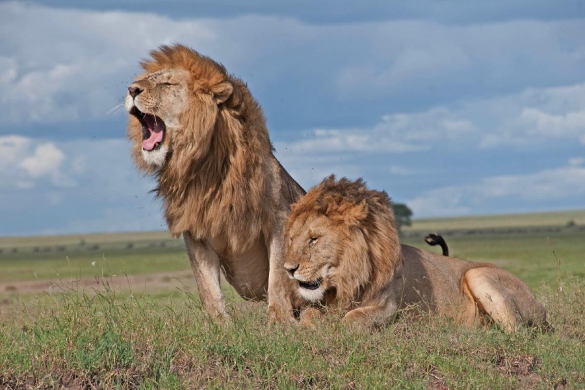 Discover East Africa’s Wildlife: A 9-Day Safari from Kenya to Tanzania Discover East Africa’s Wildlife: A 9-Day Safari from Kenya to Tanzania