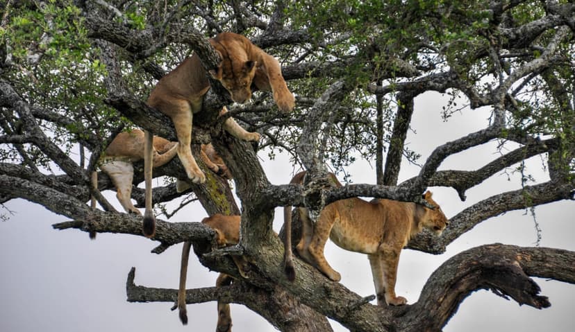 5 Days Lake Manyara, Serengeti National Park and Ngorongoro Crater Luxury Safari 2