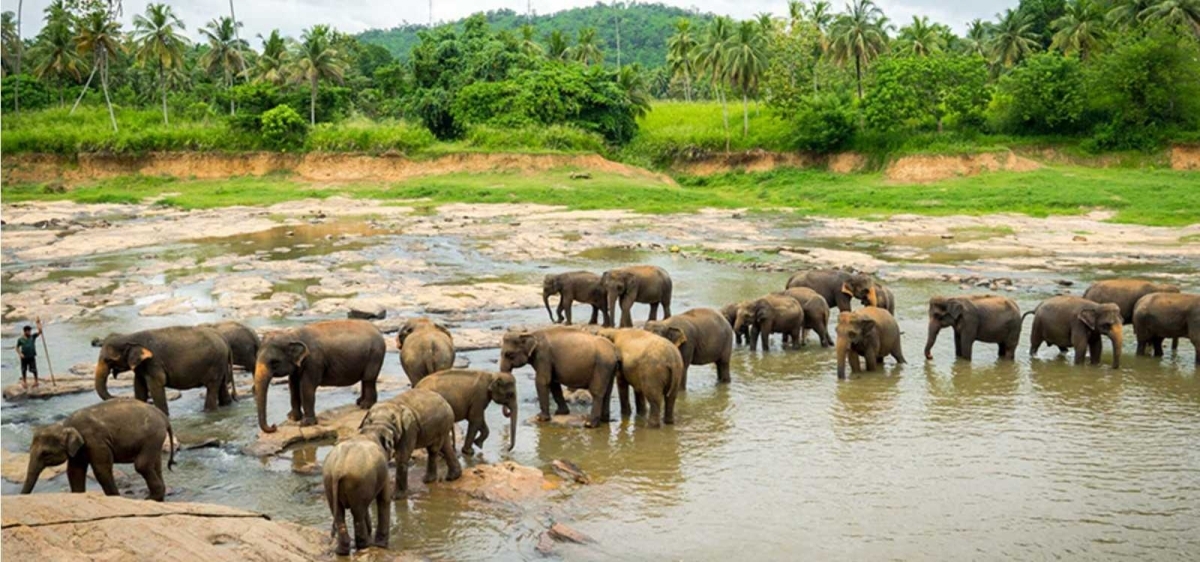 Pinnawala Elephant Orphanage from Kandy 1