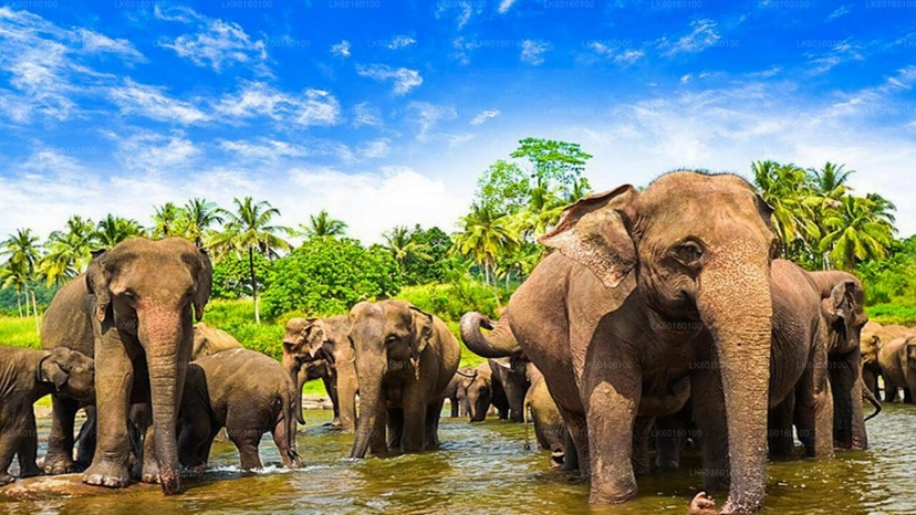 Pinnawala Elephant Orphanage from Kandy 2
