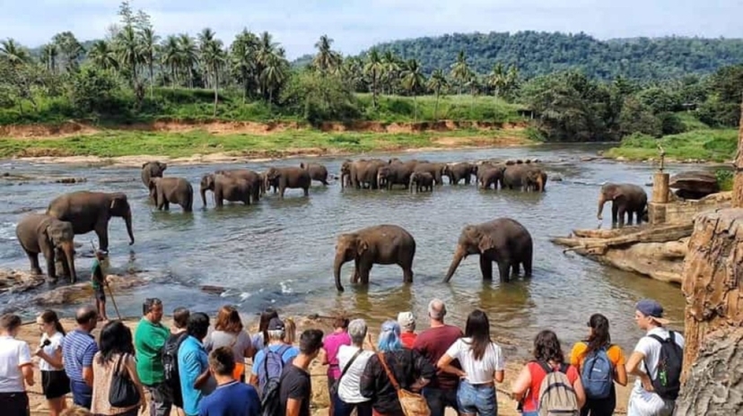 Pinnawala Elephant Orphanage from Kandy 3