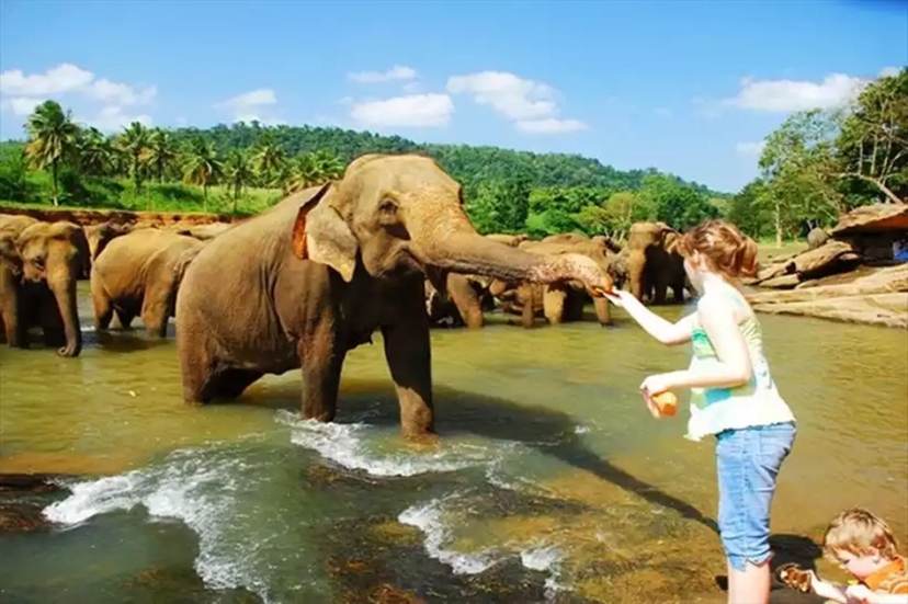 Pinnawala Elephant Orphanage from Kandy 4