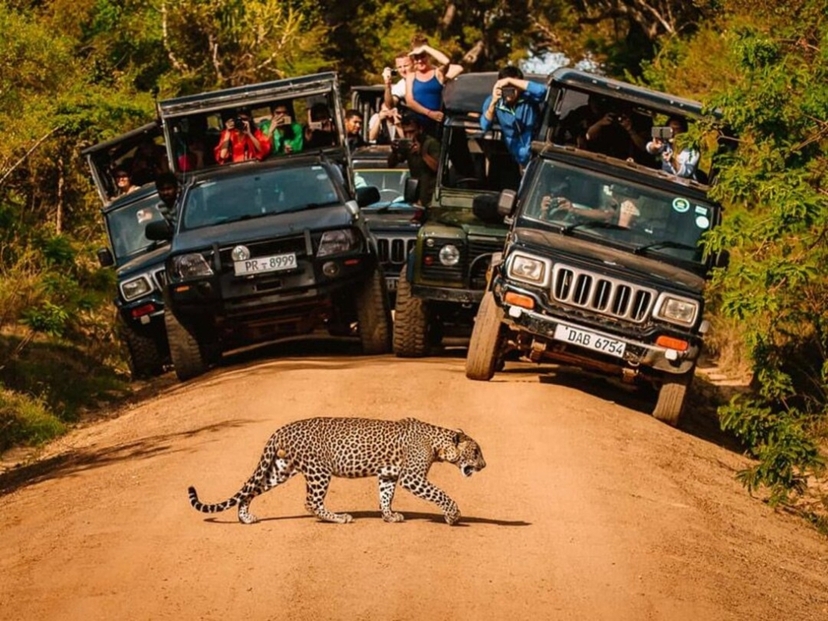 Sri Lanka Wildlife Safari Tour 2