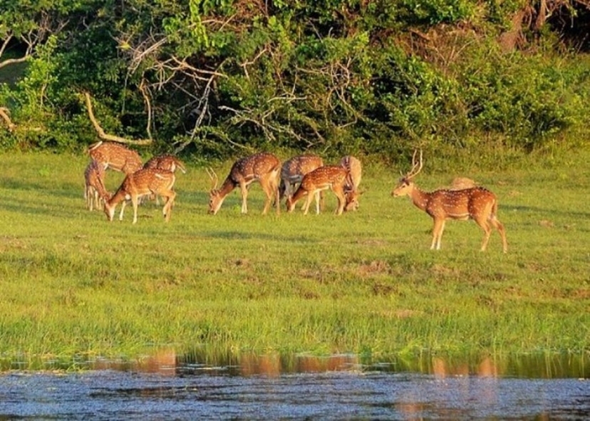 02 Nights / 03 Days Tour To Arugam Bay 4
