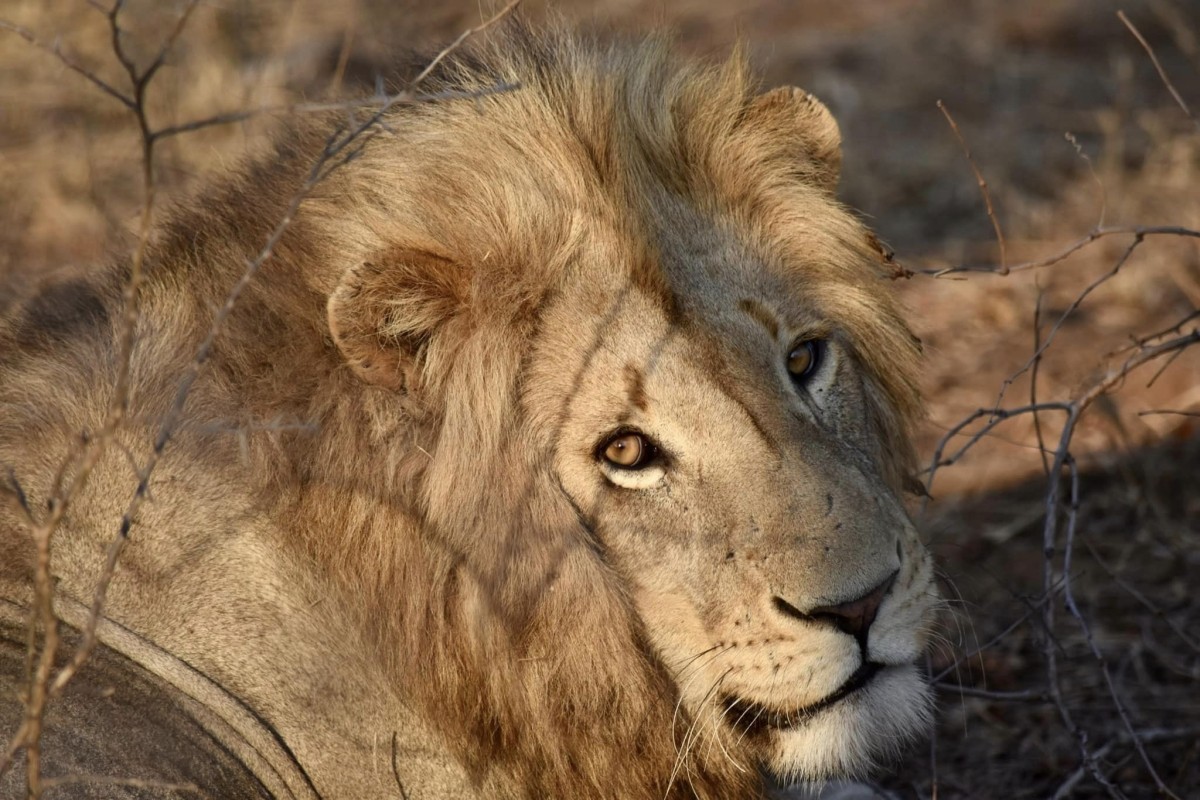 Quick Getaway: 2 Days of Big Five Action at Ol Pejeta 1