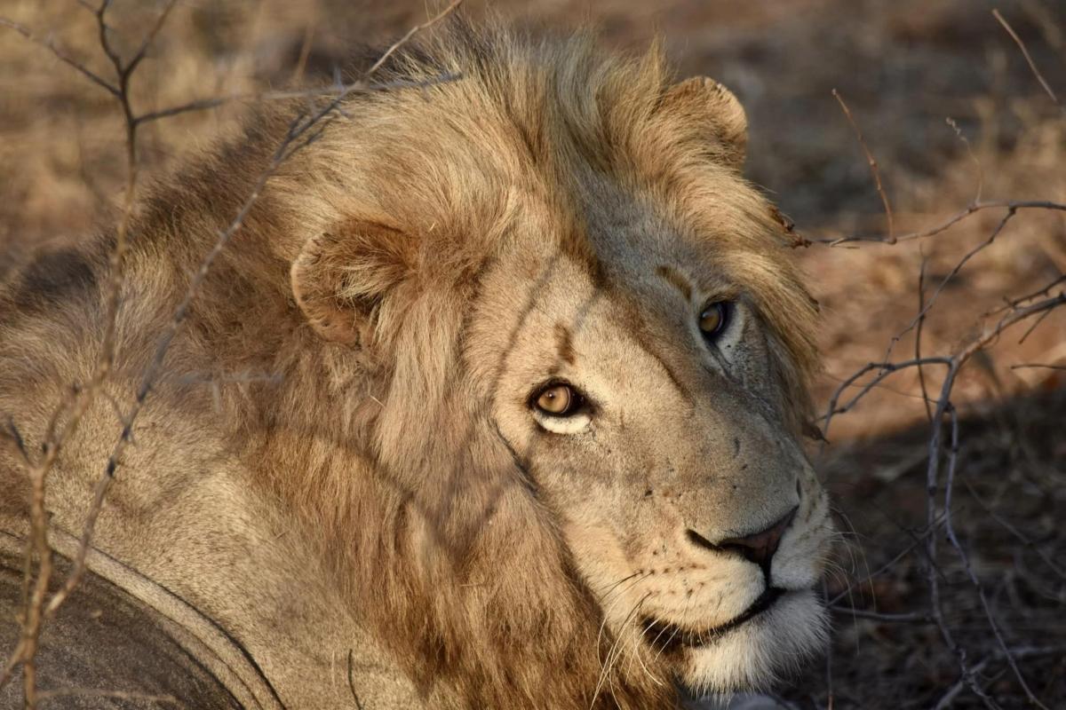 Quick Getaway: 2 Days of Big Five Action at Ol Pejeta Quick Getaway: 2 Days of Big Five Action at Ol Pejeta