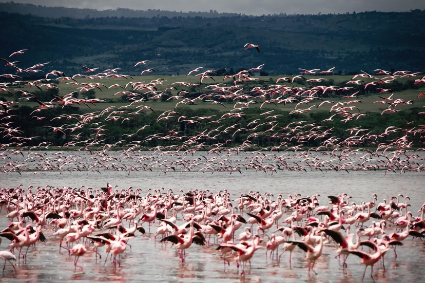 10-Days Best of Tanzania & Kenya Highlights Safari- Mid-range 4