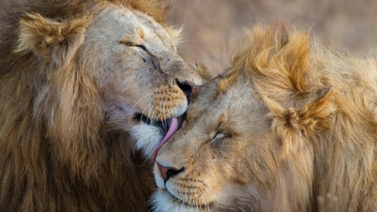Ultimate Maasai Mara Escape: 3 Days of Wildlife & Nature 1