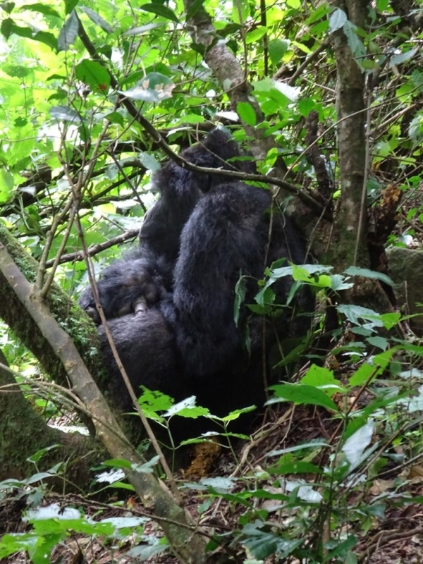 10 Days - Uganda Ultimate Luxury Experience 1